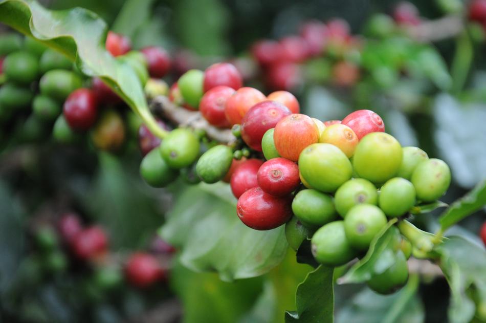 Close-up of the beautiful and colorful coffee beans on the plants