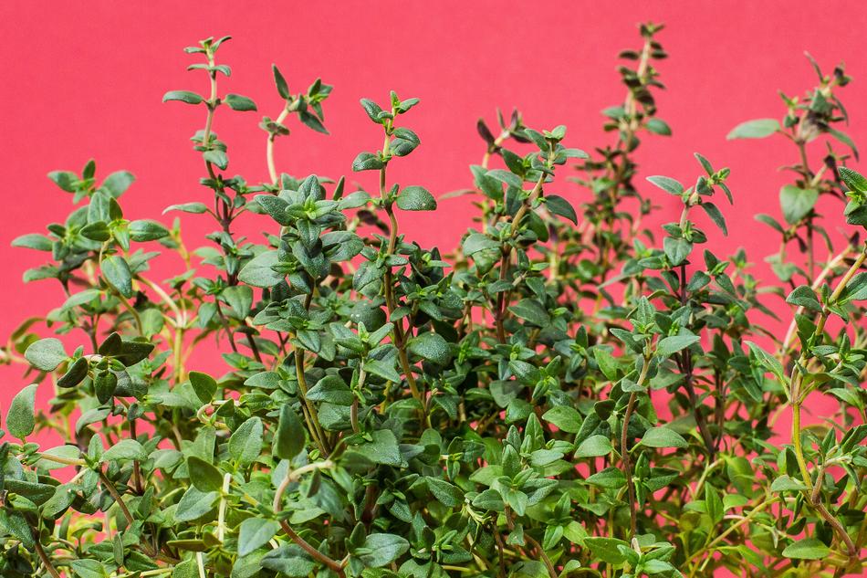 thyme on colorful background
