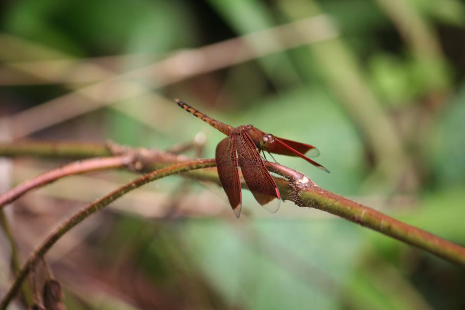 butterfly on a thin branch on a blurred background