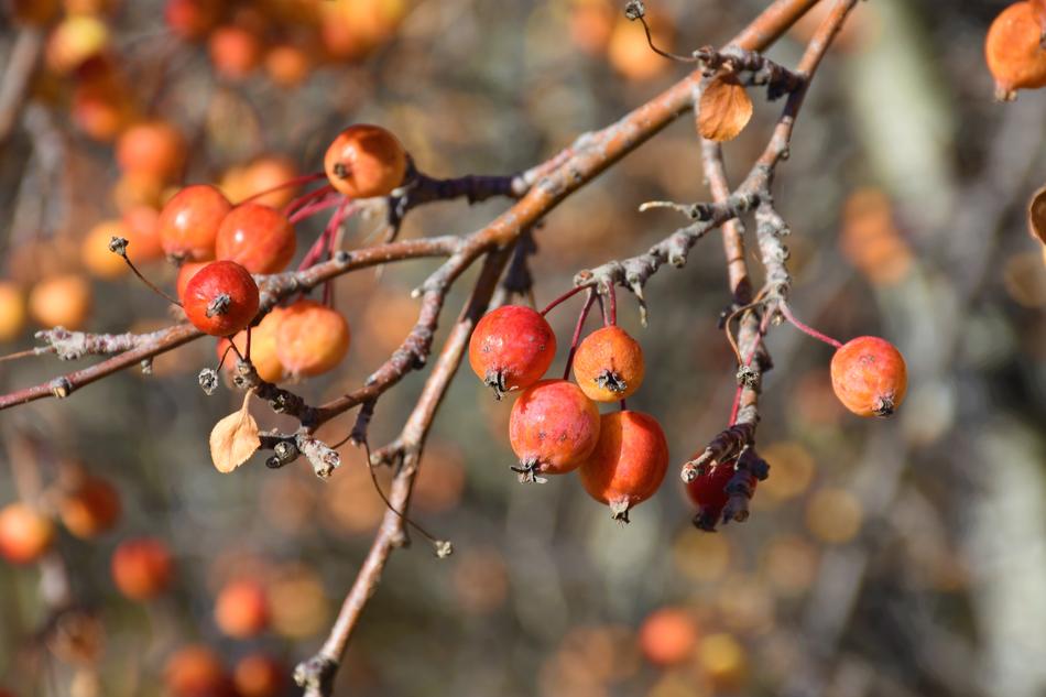 Beautiful and colorful rose hip fruits on the branches in sunlight, in the fall