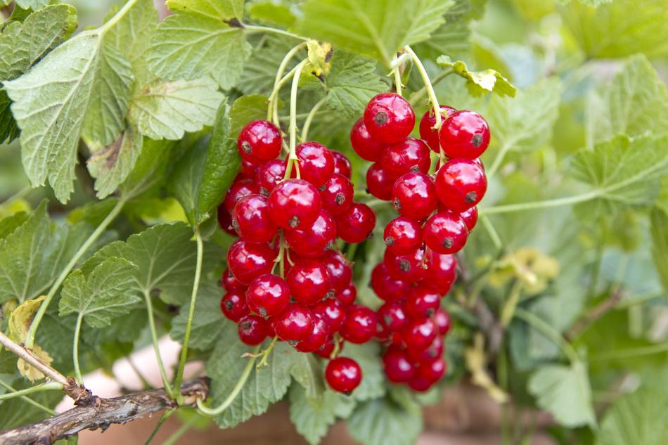 Red Bush Currants