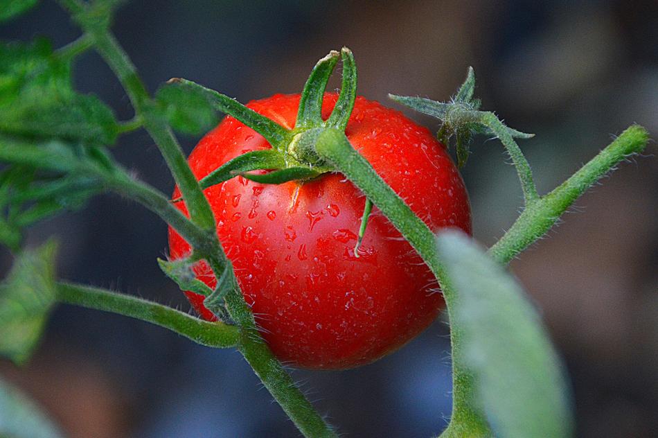 Tomatoes Red Vegetables