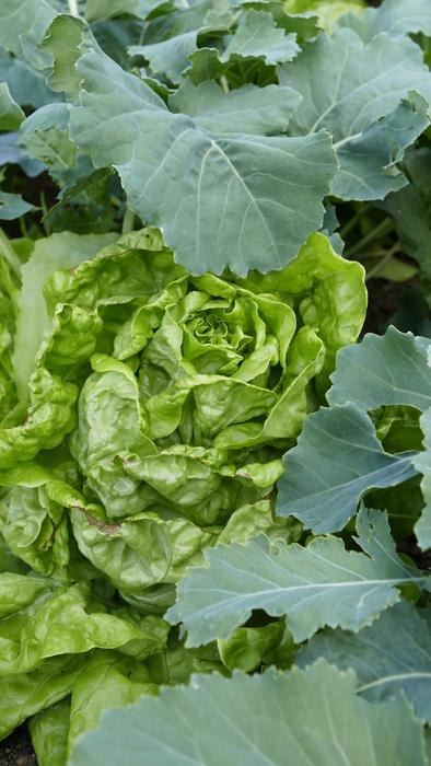 Leaf Plant Vegetables