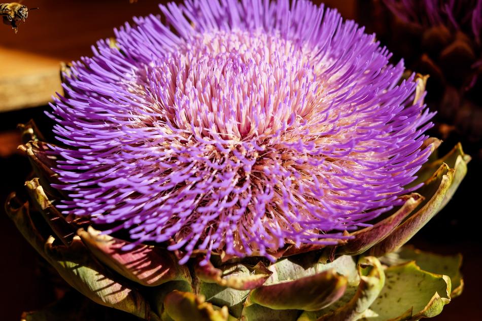 purple blooming artichoke bud