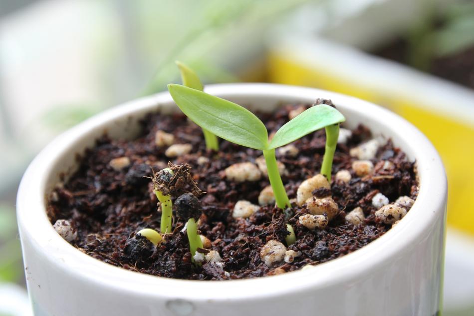 Sprout Indian Spinach at garden