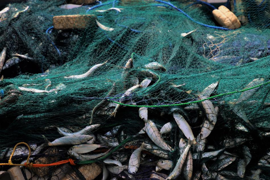 The Environment At Nature Fishes