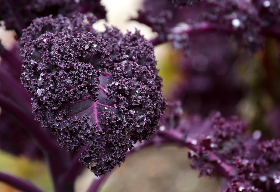 Close-up of the beautiful, violet kale vegetable with leaves