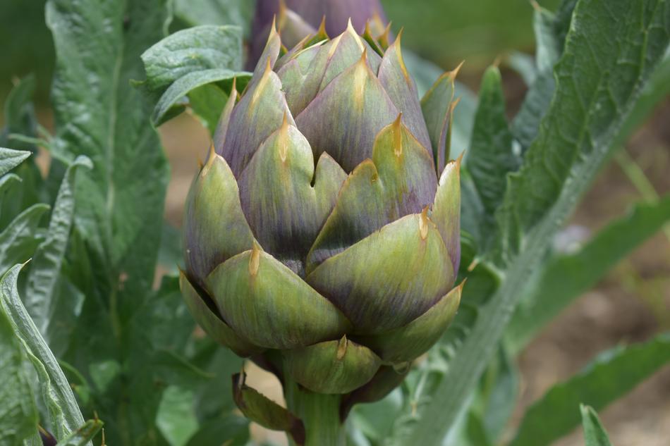 Close-up of the beautiful and colorful artichoke, among the green leaves, in Sicily, Italy