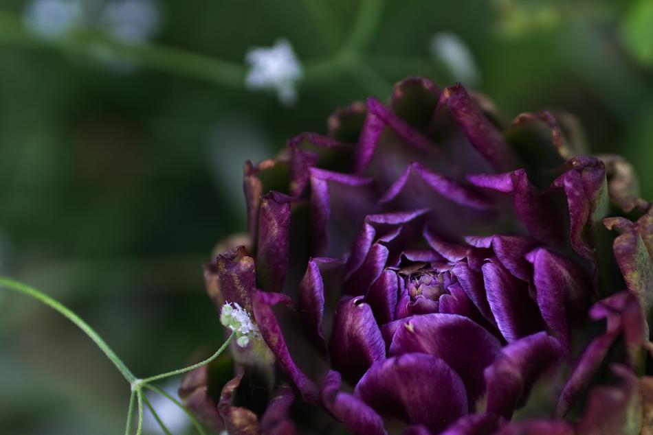 purple artichoke in blurred background