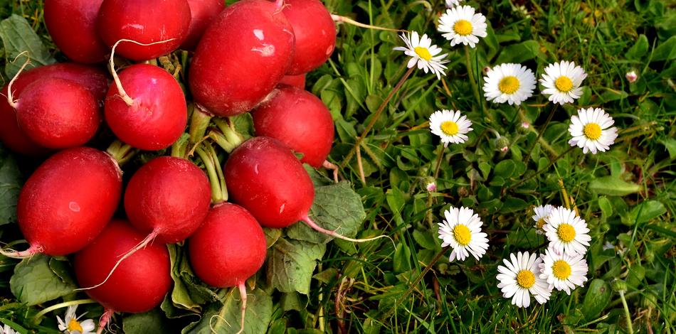Radishes vegetables and daisy