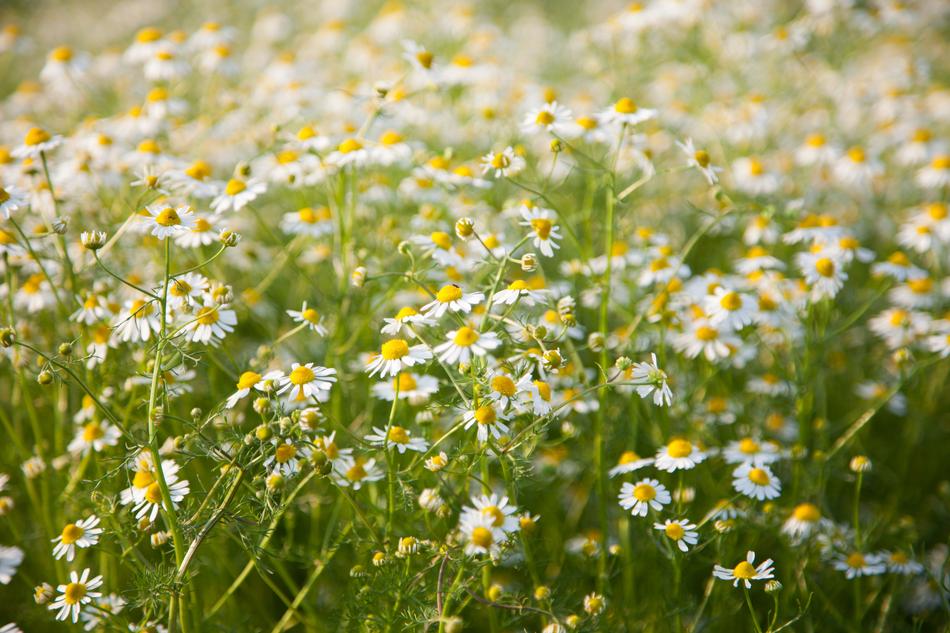 Field Chamomile White close-up in blurred background