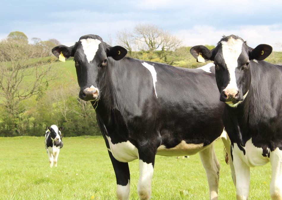 black and white cows outdoors in the countryside