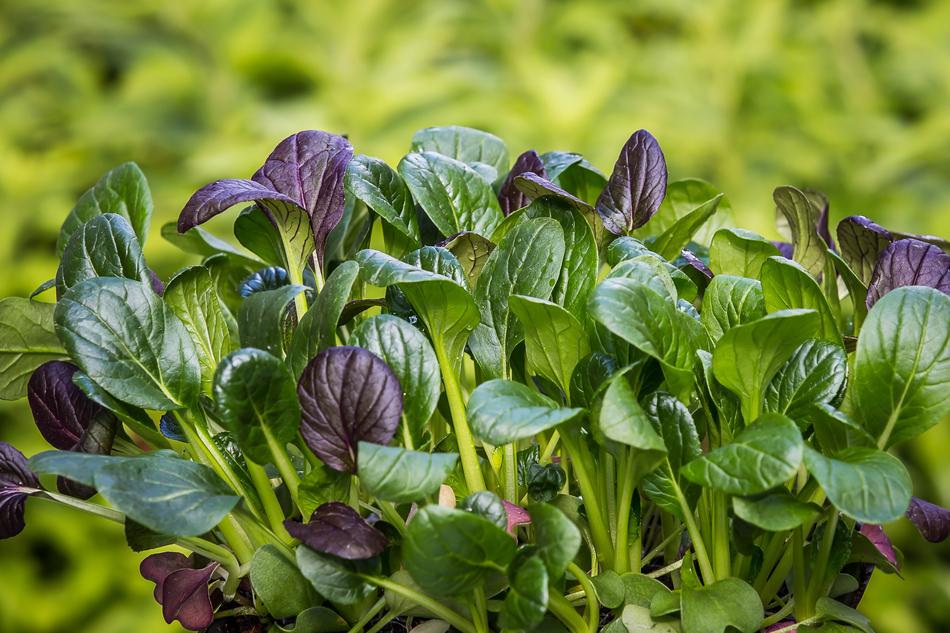 spinach plants on blurred background