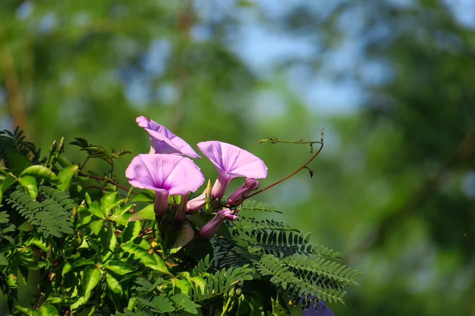 purple Flower Plants at Nature