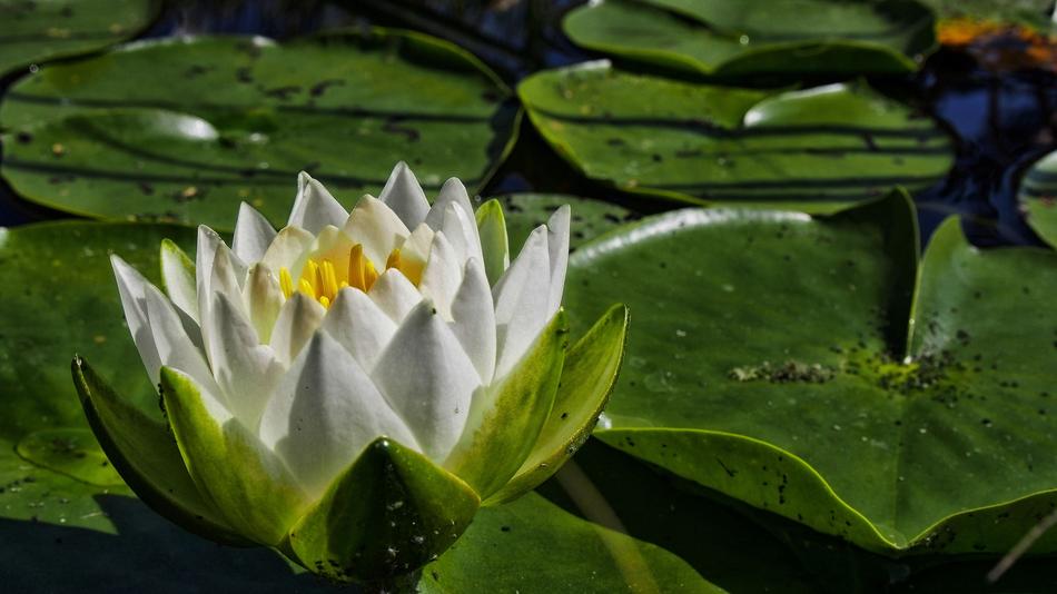 Water Lily Flower
