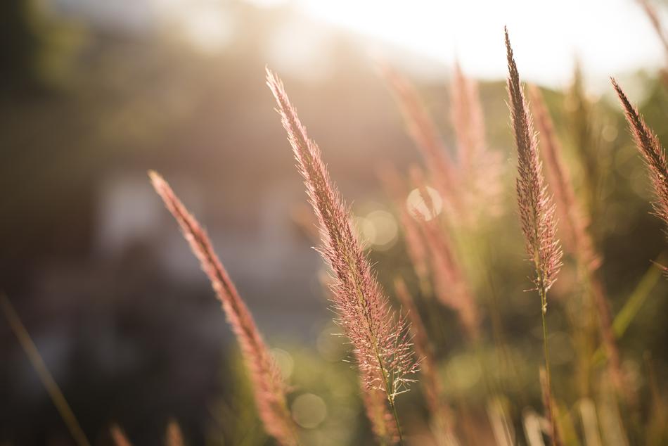 Flower Grass Blur