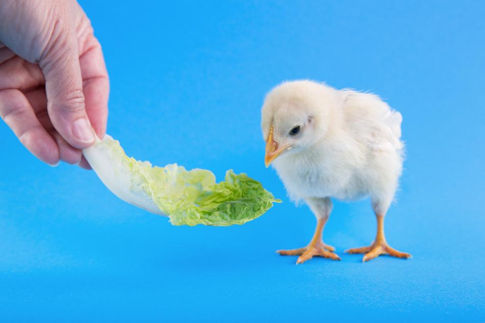 Animal Peak Chick