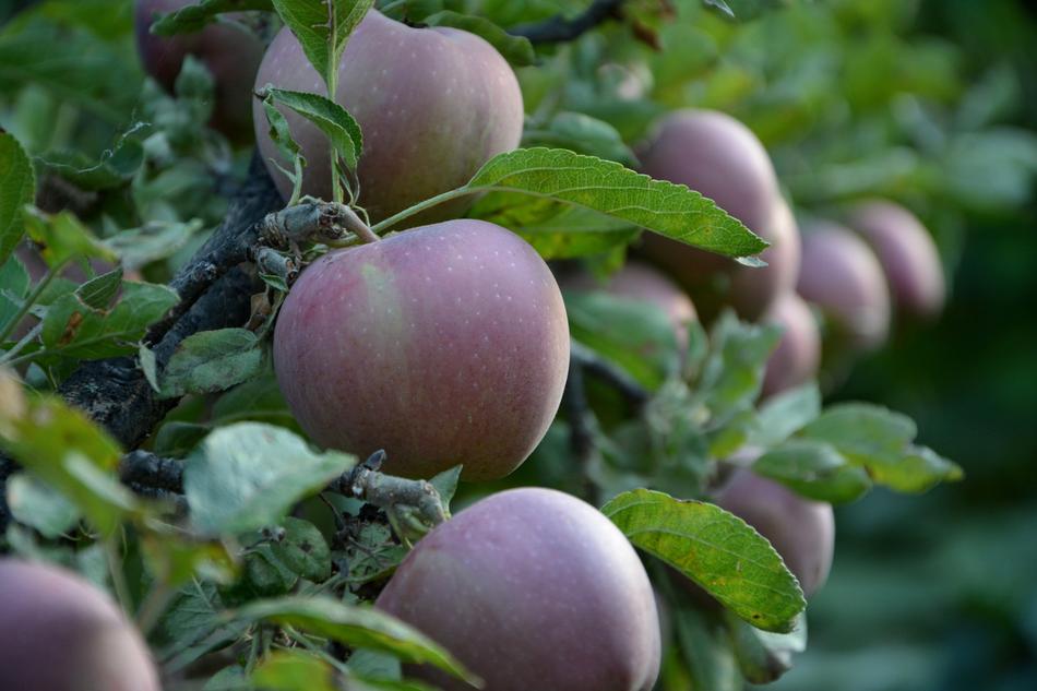 Close-Up photo of Red Apples