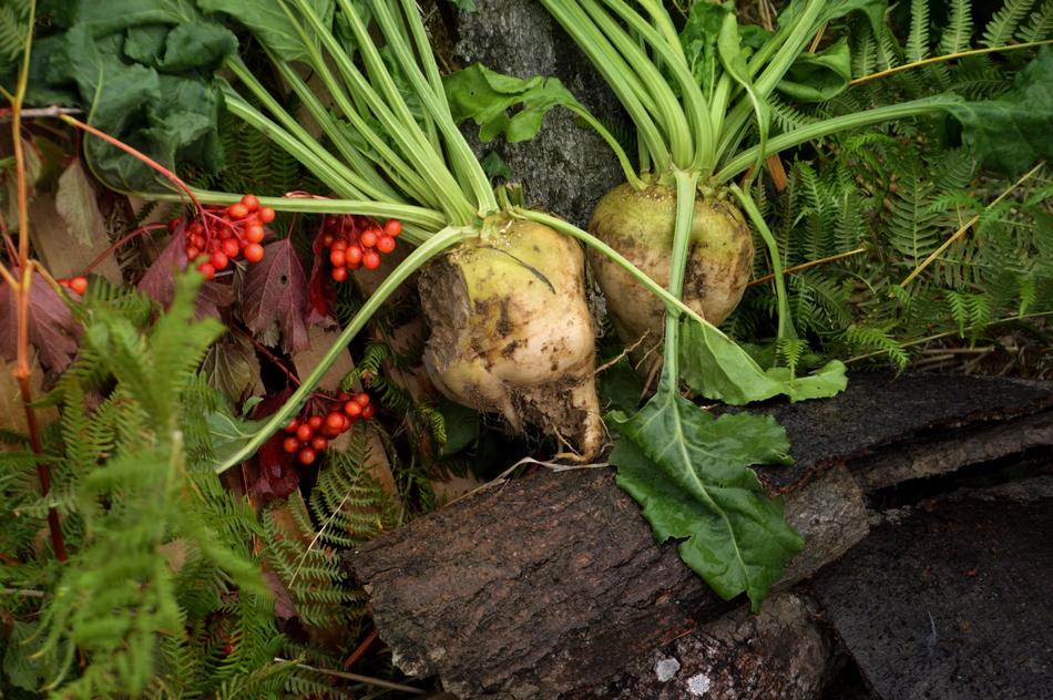 Harvest Agriculture Nature