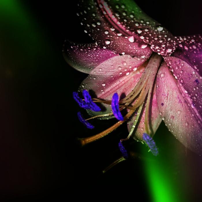 Lily Color Drops