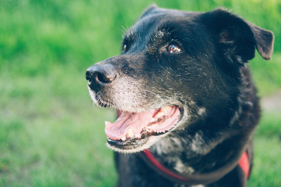 Dog Pet Animal