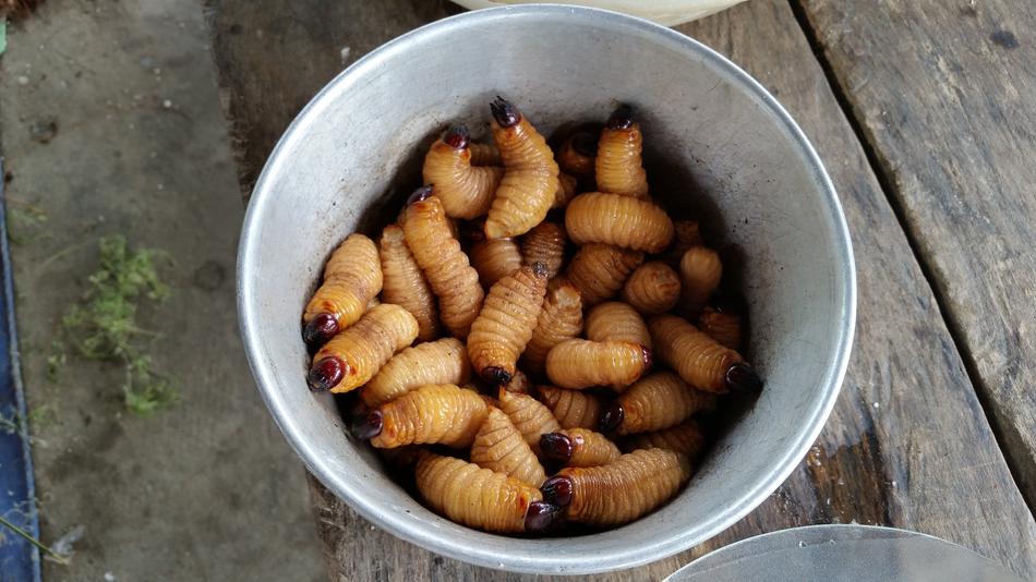 maggots, traditional food in Indonesia