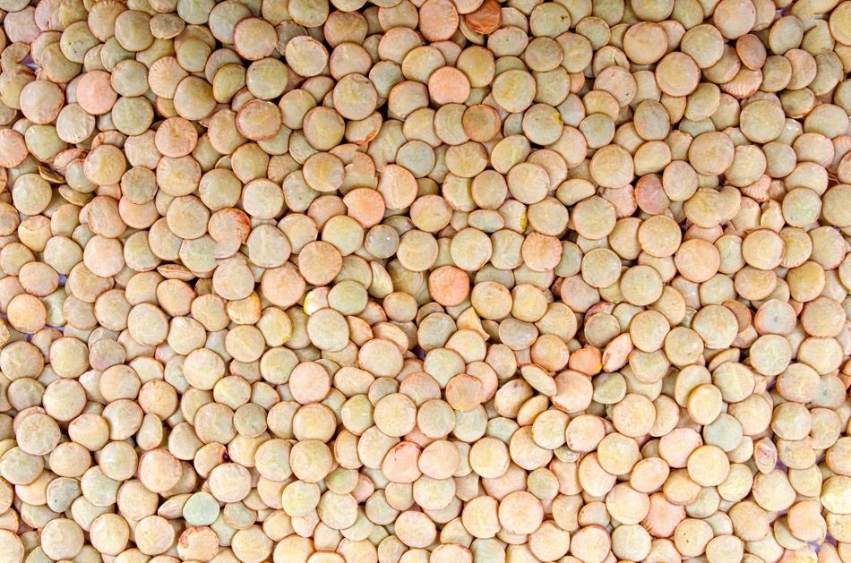 Agriculture Backdrop Bean