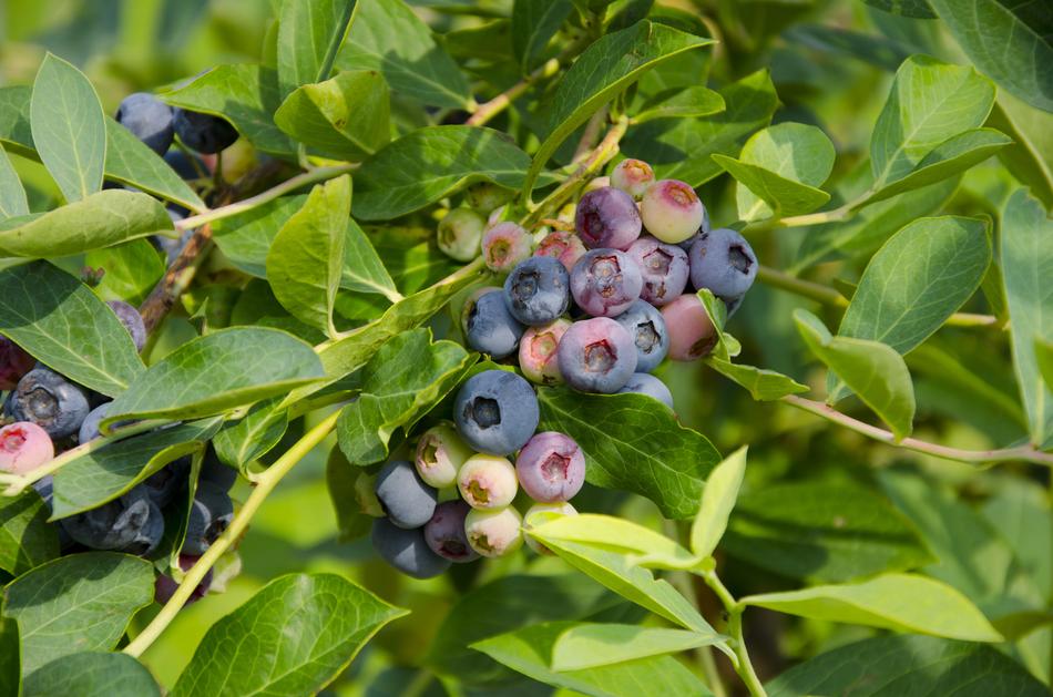 Blueberry plant with Fruits at Summer