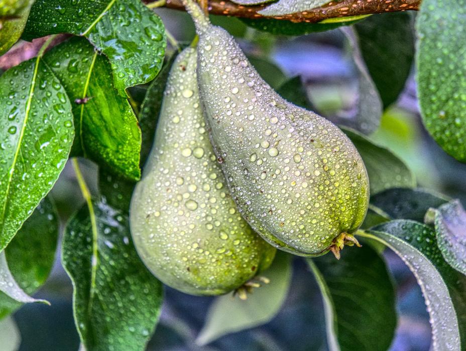 Pear Fruits on Tree