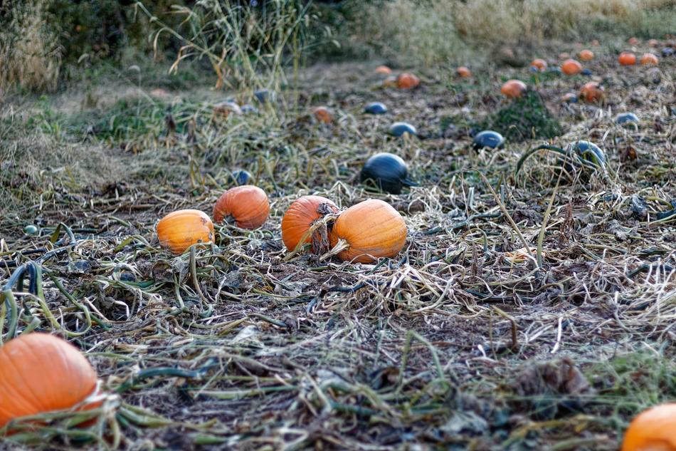 Pumpkins Vines on Farm