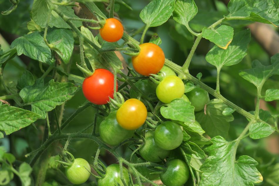 Food Health Vegetable