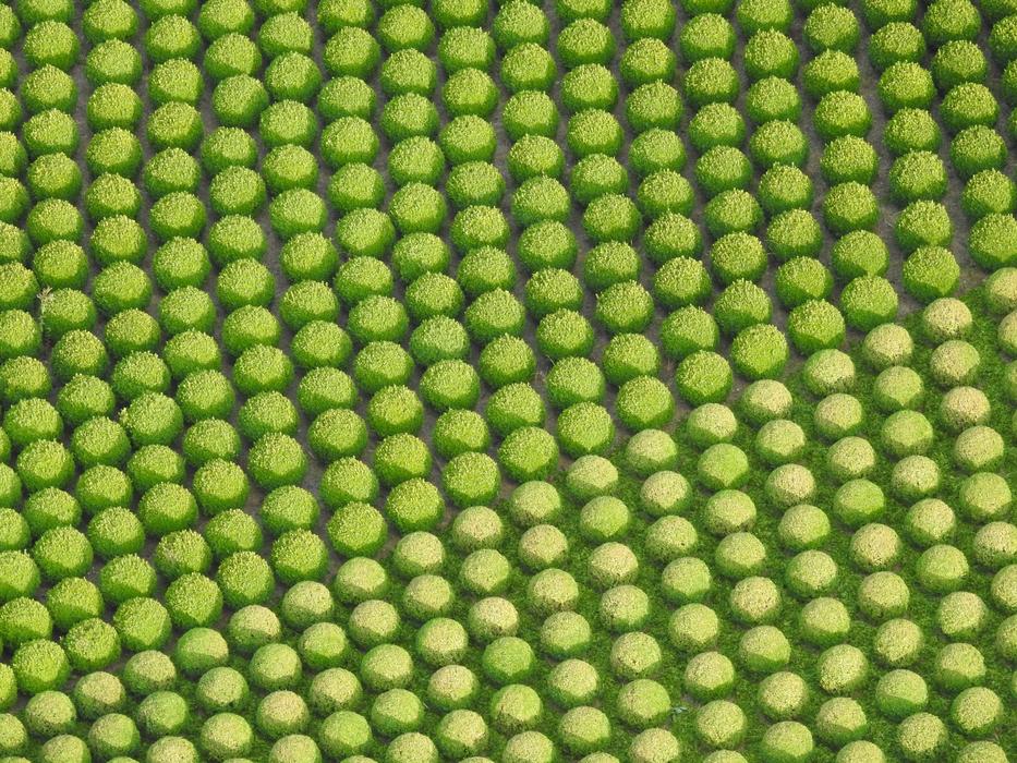 Buxus Nature Vegetable