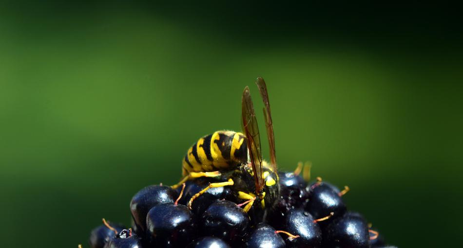 Wasp Blackberry Nature