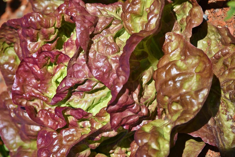 Lollo Rosso Cut Salad Lettuce Leaf