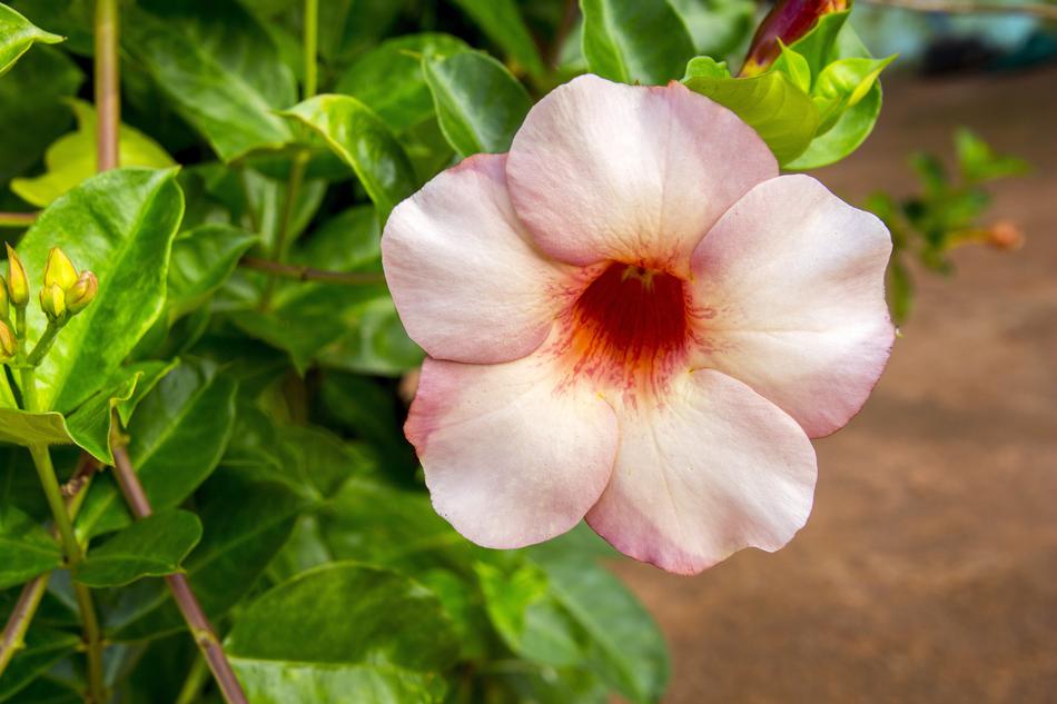 Nature Flower Plant
