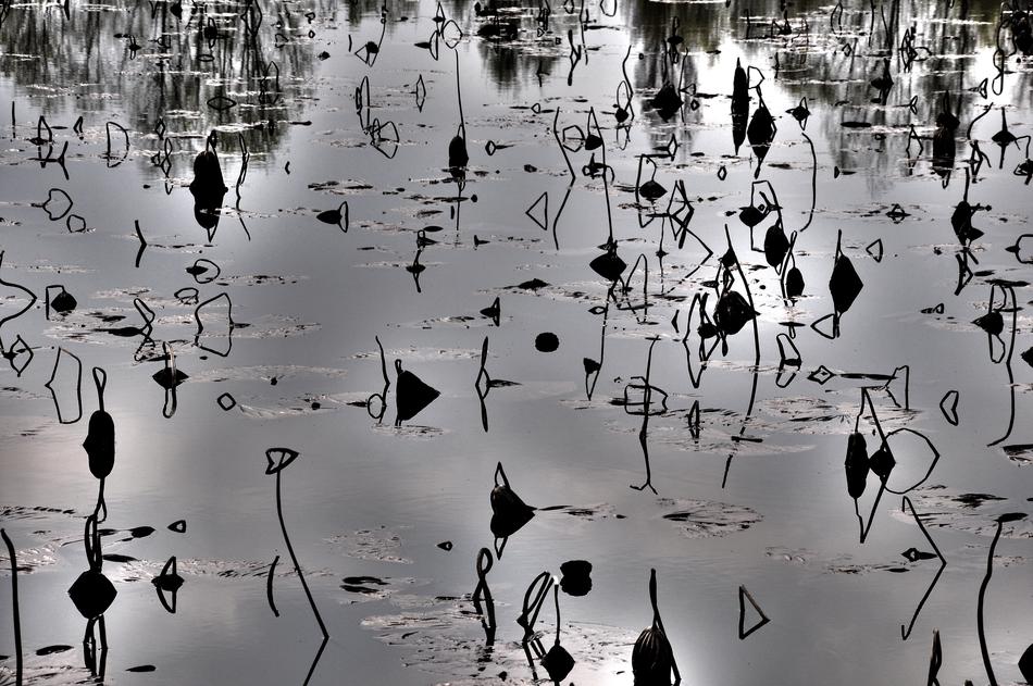 Many Lotus Vegetation