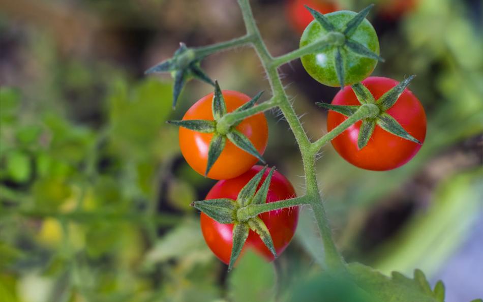 Nature Background Tomato