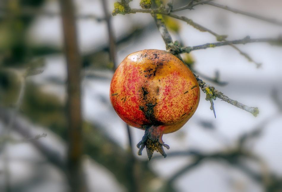 Fruit Nature Food