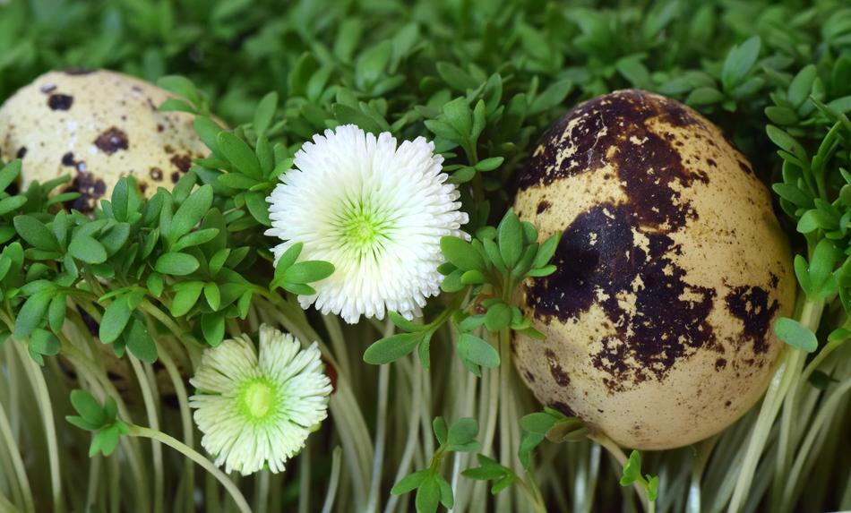Quail Egg Cress