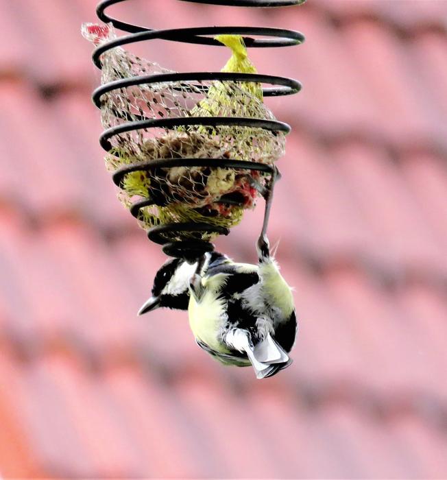Bird Tit Songbird In Search Of