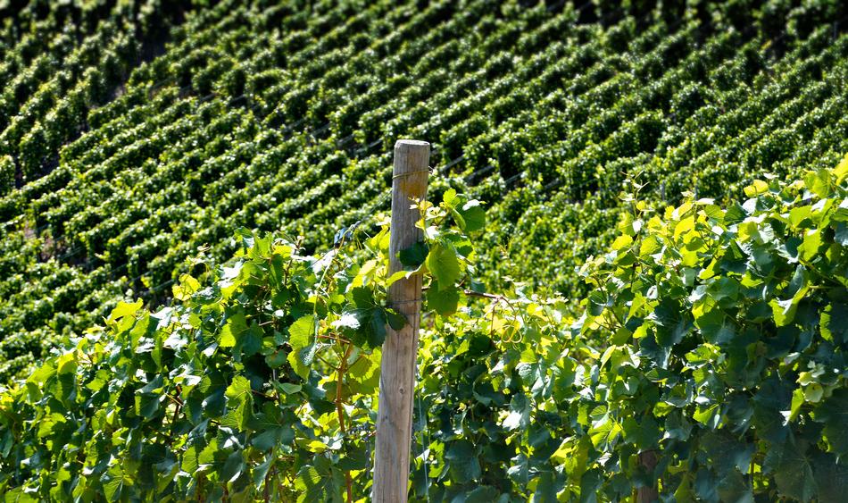Vineyard Vine Wine