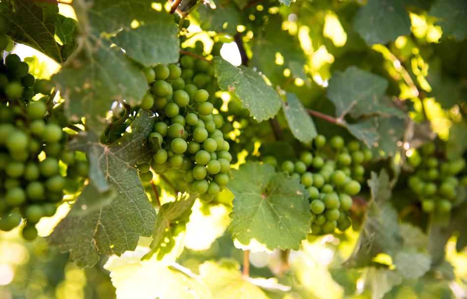 Vineyard Grapes Niagara On The