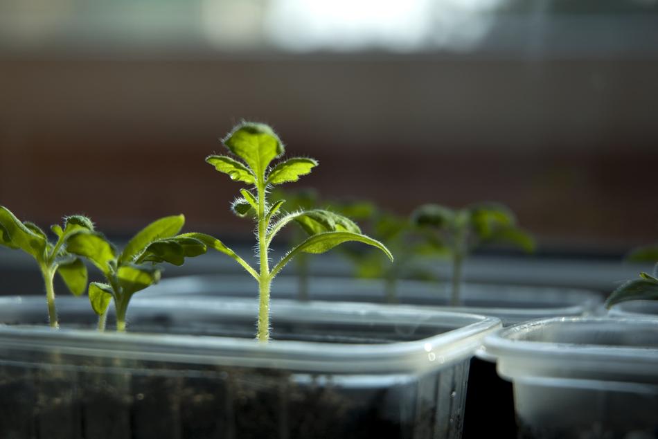 Tomatoes Sprout Food