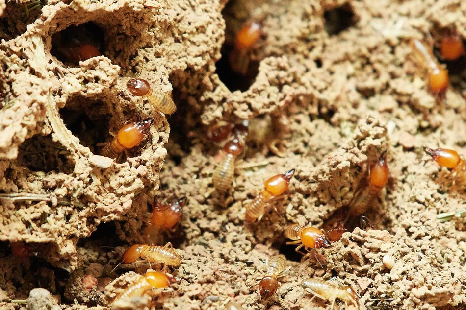 Termites Nature Food