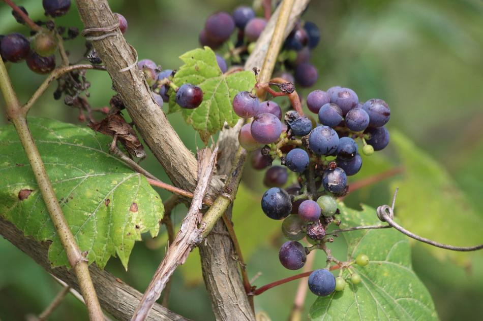 Fruit Nature Food