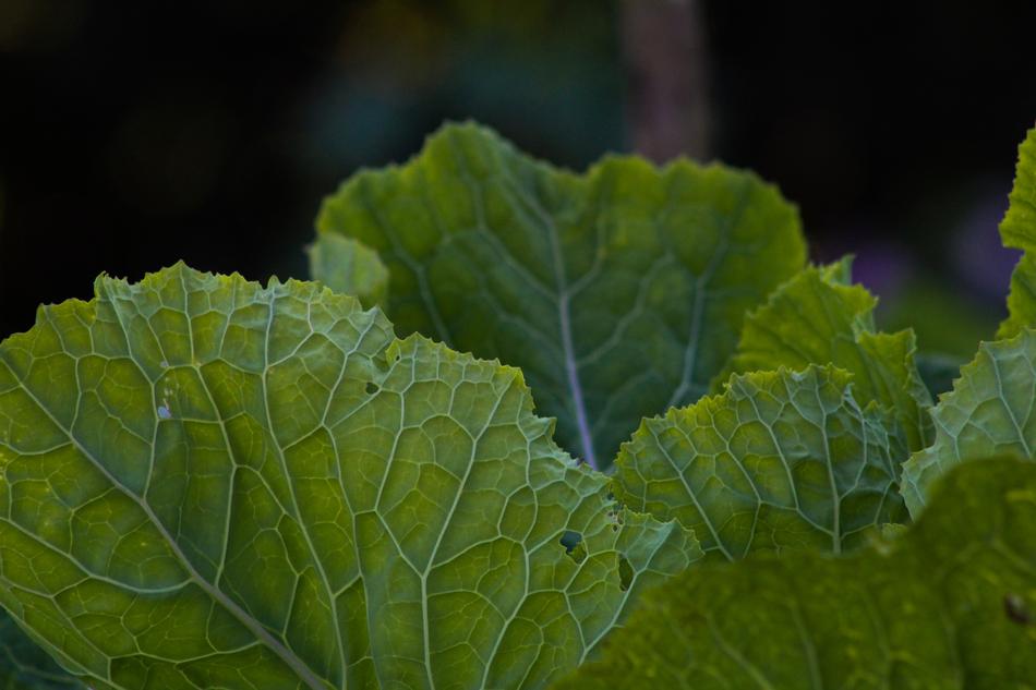 Close-up of the green leaves of the vegetable, at blurred background