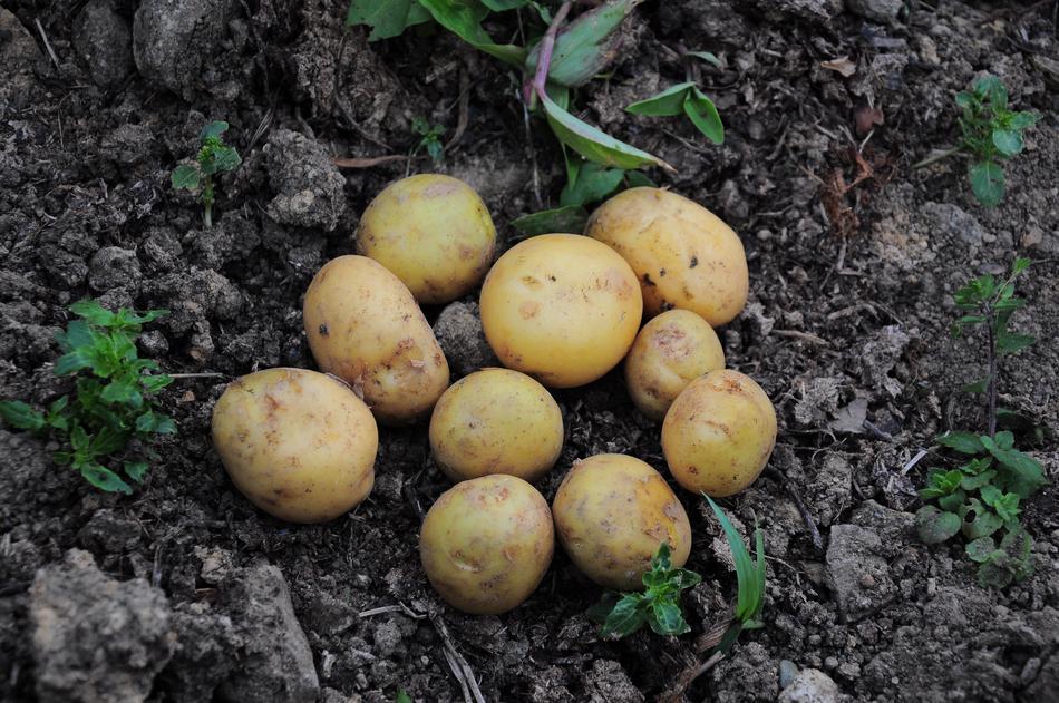 Potato Pictures Official