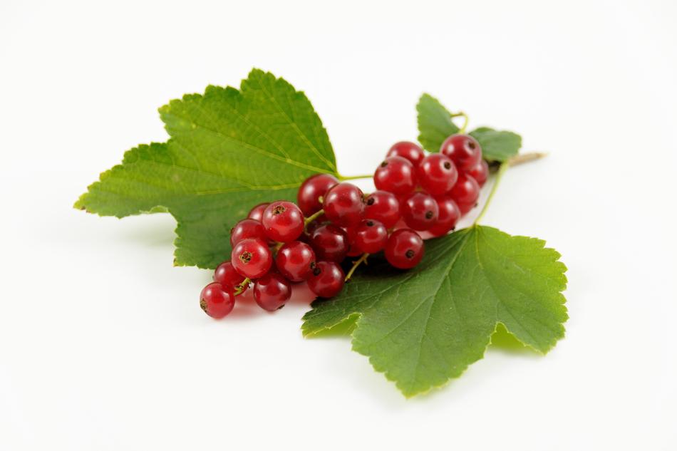 TrÃ¤ubele Currants Fruit