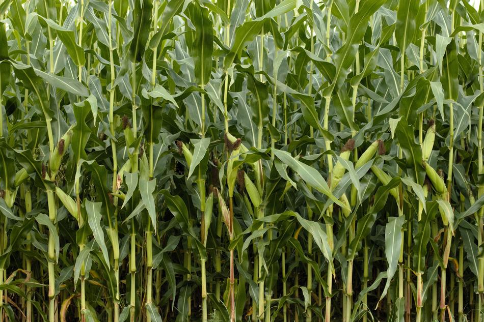 Corn Green Nature