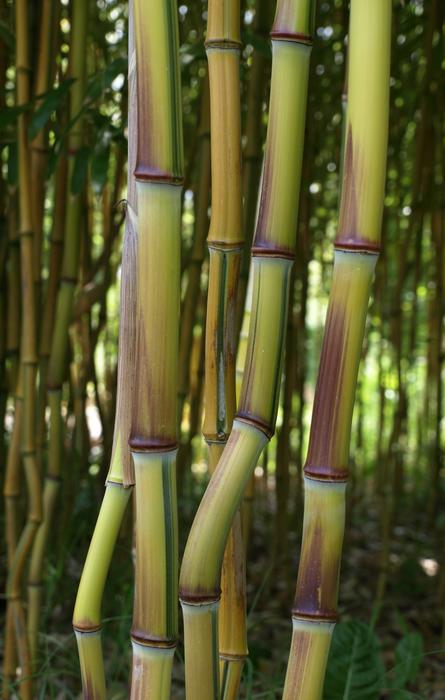 Bamboo Zen Plant